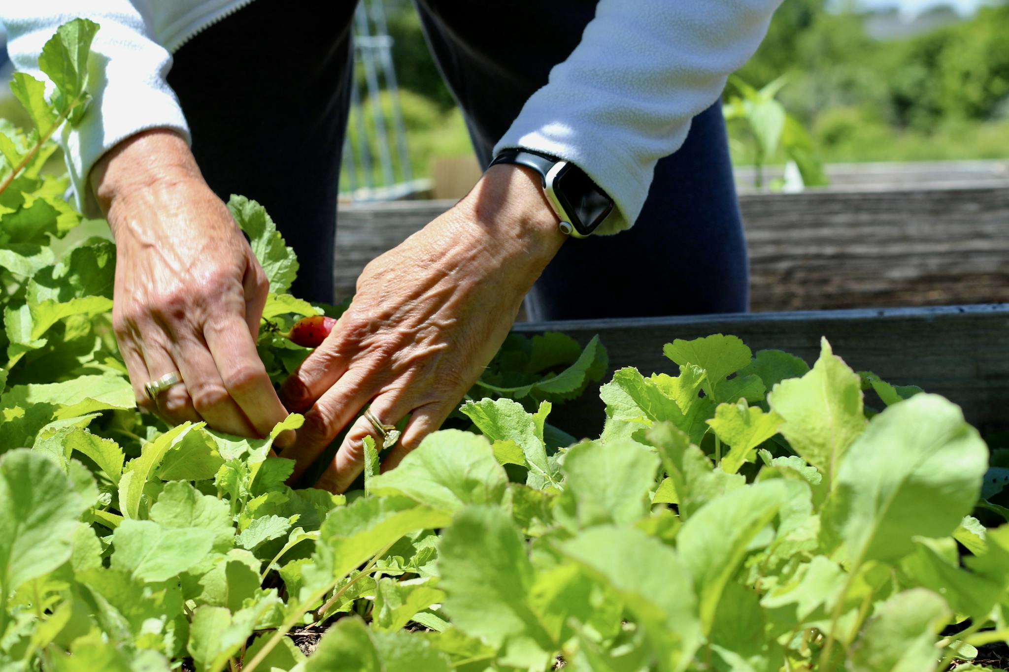 Close-up of hands harvesting radishes in a sunny vegetable garden.